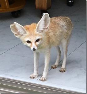 耳の大きなキツネ顔をした犬の写真
